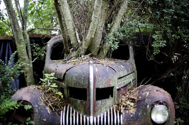 Old Car City — лес, заполненный автомобильной классикой В штате Джорджия, на юго-востоке США, обычный дед по