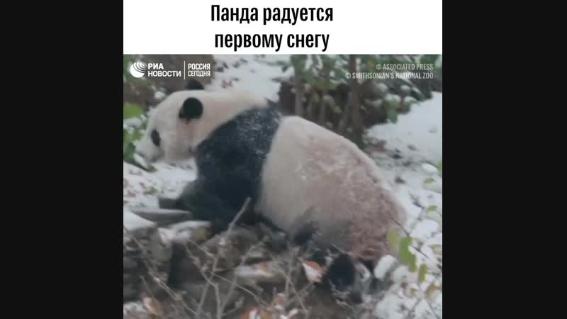 Панда радуется первому снегу