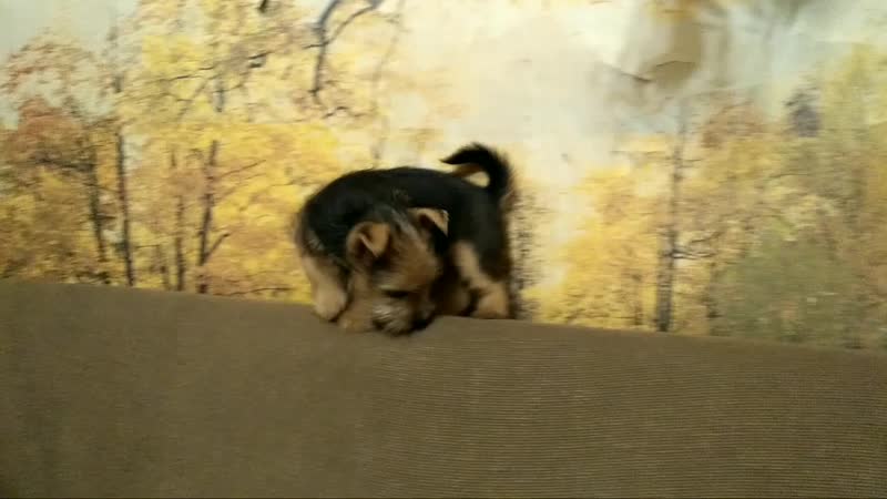 норвич терьер, norwich terrier