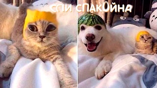 Приколы с Котами - Смешные коты и кошки 2018 | ТЕСТ НА ПСИХИКУ, ПРОБУЙ НЕ СМЕЯТЬСЯ!