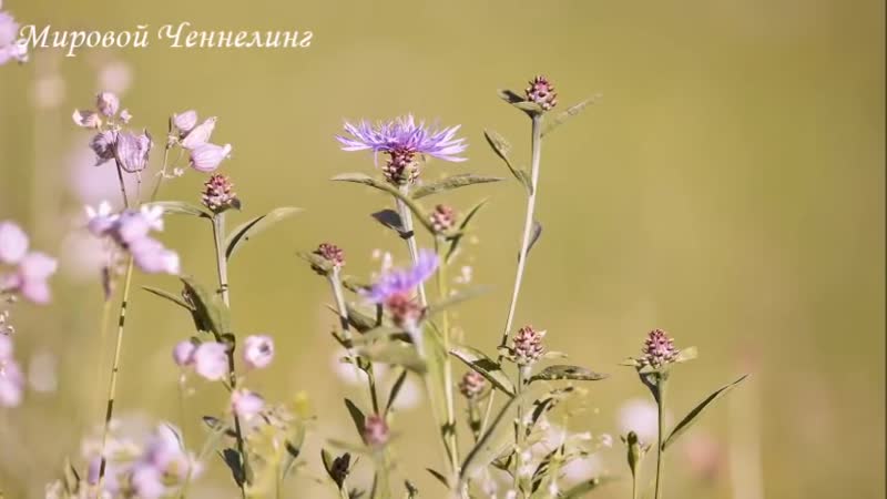 🔹ПОЧЕМУ Я ОБИДЕЛ ЧЕЛОВЕКА؟-ченнелинг