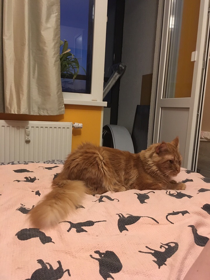 Кошки в нашей жизни. Кошки и все, что с ними связано.