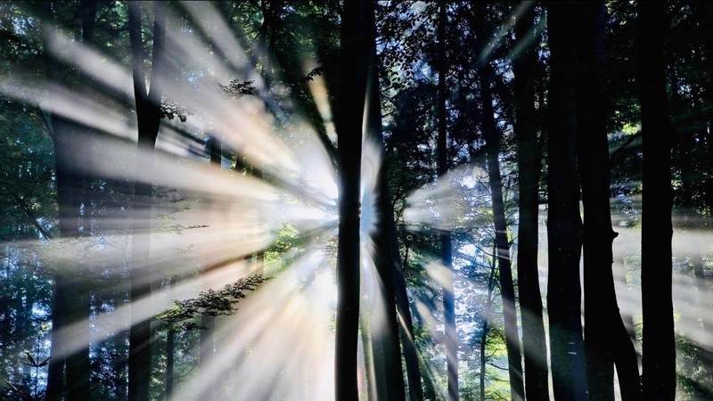 AZALEH - Forest Flow