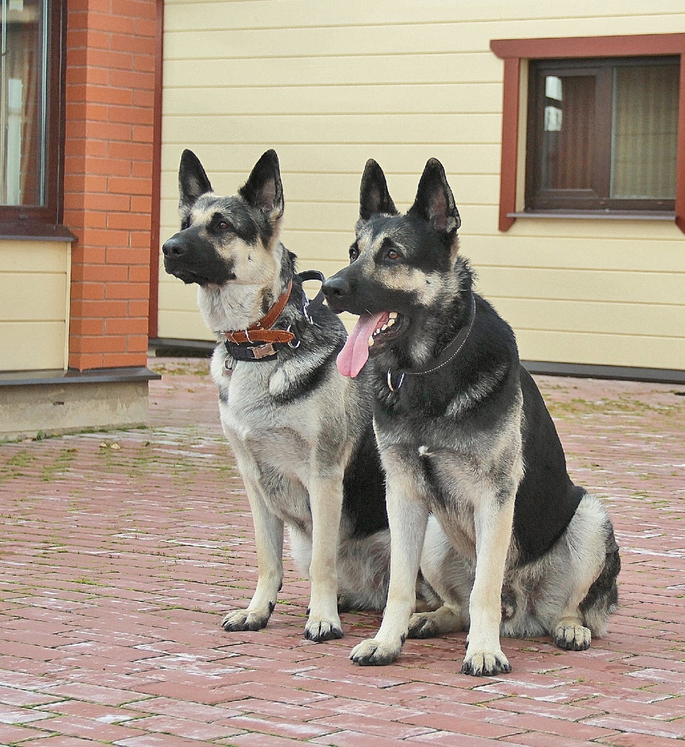 Кошки в нашей жизни. Кошки и все, что с ними связано.