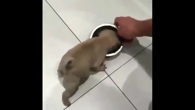 аш болсан өзіне ұқсамайсын