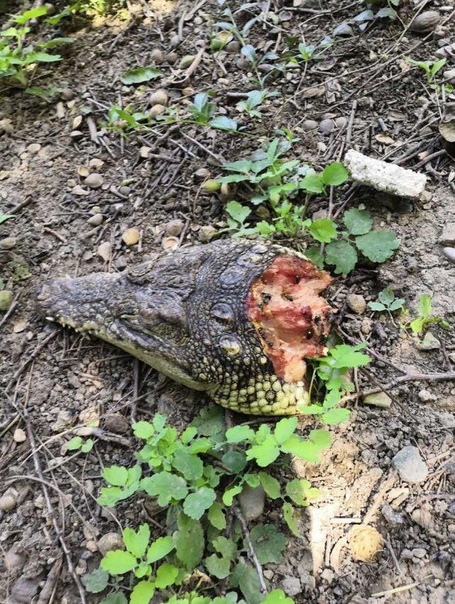 В Симферополе во дворе многоэтажки валялись отрубленные головы крокодилов В Симферополе во дворе многоэтажки на улице Воровского обнаружили головы крокодилов, убитых, судя по внешнему виду, не