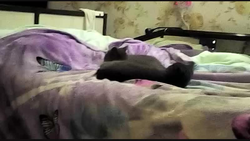 Сивка и Бурка