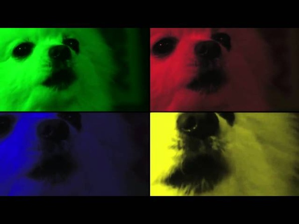 Do the dog.avc