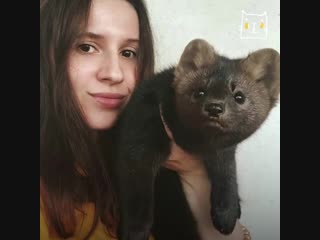 Соболь, который не стал шубой!