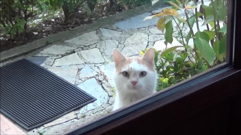Cat asking for food by staring