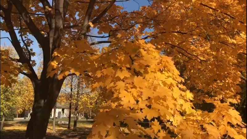 Моя осень🍃🌿🍂❤️