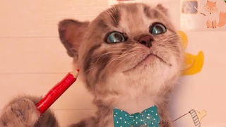 Little Kitten Preschool Kids Game - Play Fun Early learning Mini Games for Kids Children Toddlers