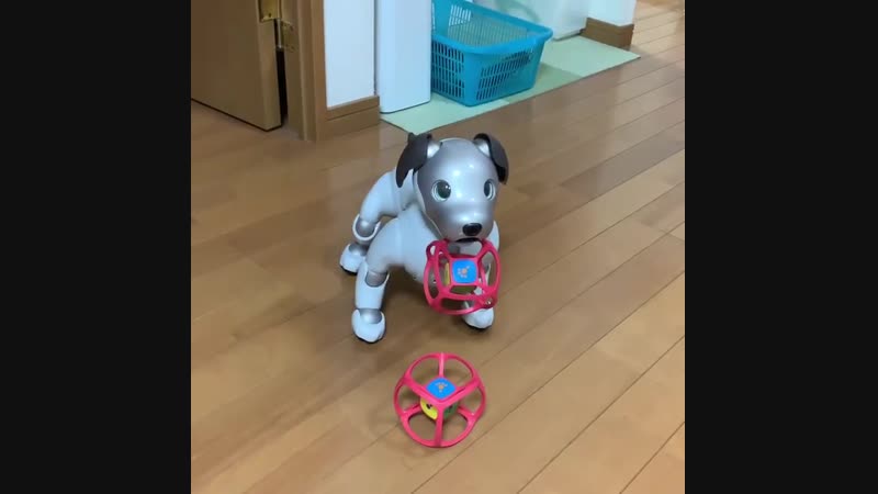 AIBO
