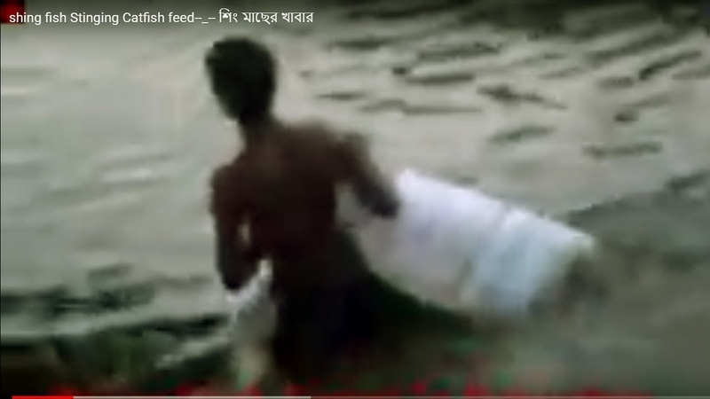 Shing fish farming - শিং মাছের খামার
