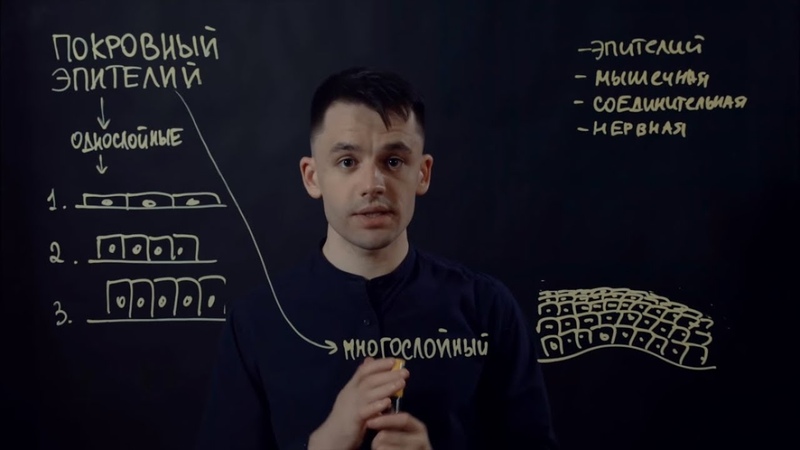 Эпителиальная ткань | Биология ЕГЭ