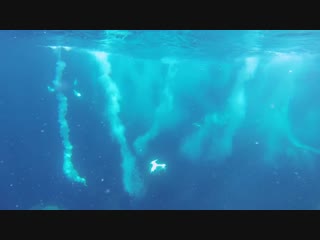 GoPro Awards Sharks, Dolphins, Penguins and Whales