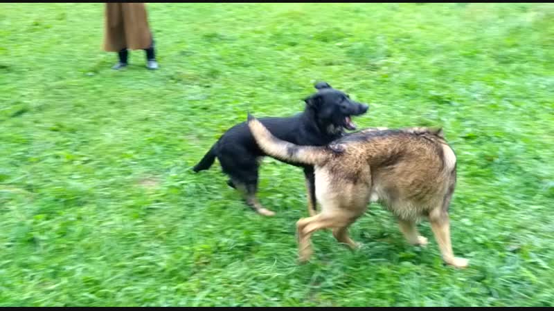 VID-20170901-WA0004