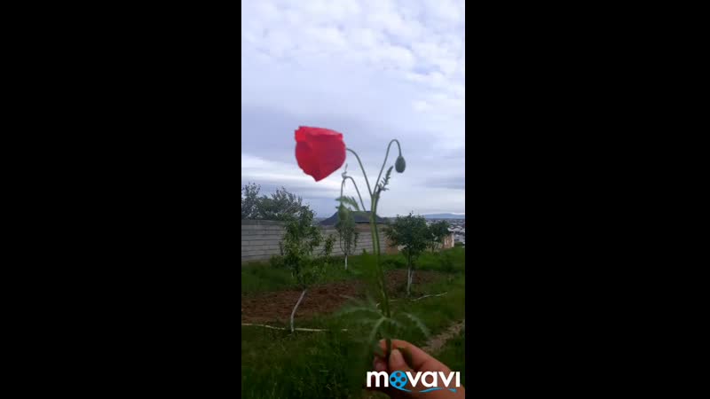 Кызылқызғалдақ