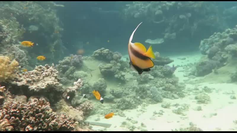 Египет, Sharm el-Sheikh