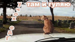 Животные Удивившие Мир 😹 17 😹 AMAZING AND FUNNY ANIMALS