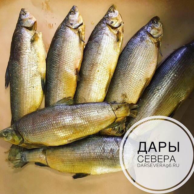 Дары Севера Красноярск Официальный Сайт Магазин