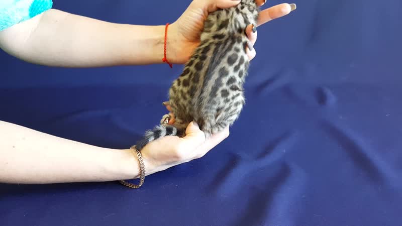 Litter *M* Spotty Gold, boy 3
