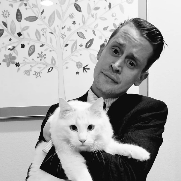 Звезда «Один дома» Маколей Калкин потроллил «Оскар» Наверное, к этому моменту уже все знают, что в этом году впервые за последние 30 лет «Оскар» прошёл без ведущего после скандала с Кевином