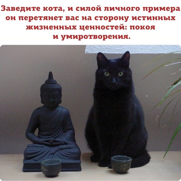 Смешные картинки дзен