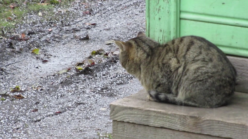 Крупа... жаль, что не Whiskas