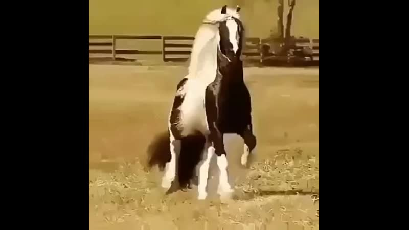 Doc530222649_502312150.mp4