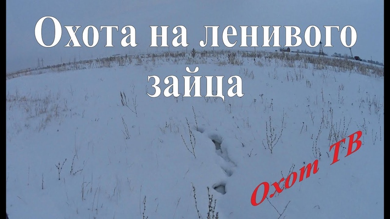 Охота на ленивого зайца