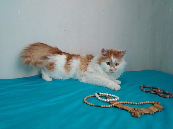 Замурчательный непоседа Саня, 10 мес., ищет свою семью, ласк