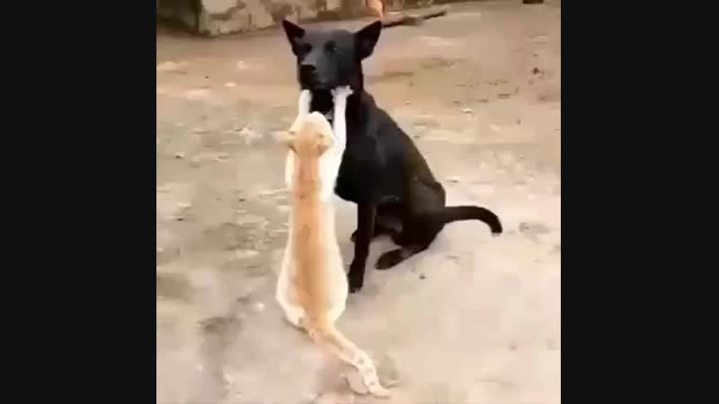 Какой же ты у меня красавец...