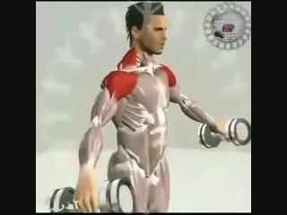 Strength of Body. Упражнение с гантелями, которое прокачает все пучки дельт