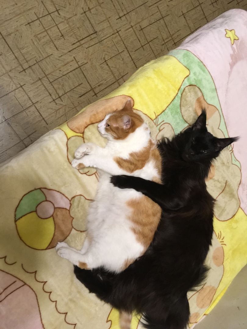 Кошки в нашей жизни. Кошки и все, что с ними связано.