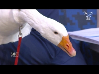 Как гусь связан со святой Людмилой Чешской?