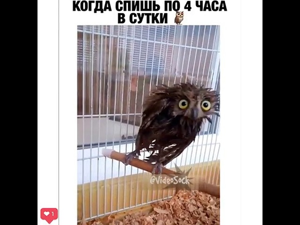 Просто мокрая сова😪