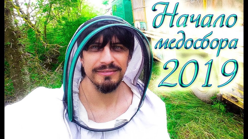 Начало медосбора 2019