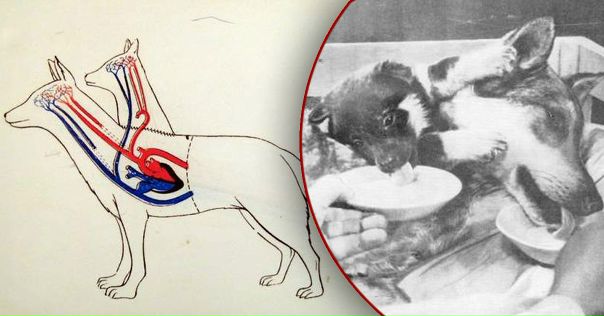 Знаменитая двухголовая собака из проекта ученых докторов демихова и павлова