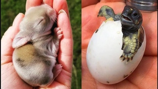 Cute baby animals Videos Compilation cute moment of the animals Cutest Animals #1