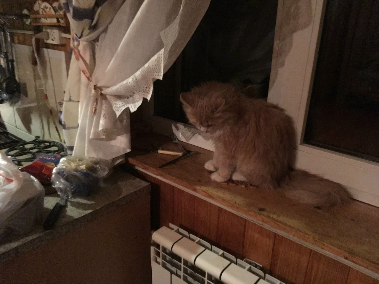 Кошки в нашей жизни. Кошки и все, что с ними связано.