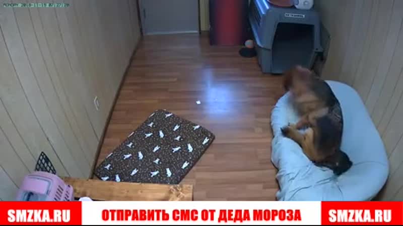 кот не там лег