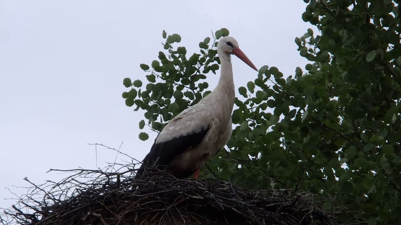 Белый аист White stork