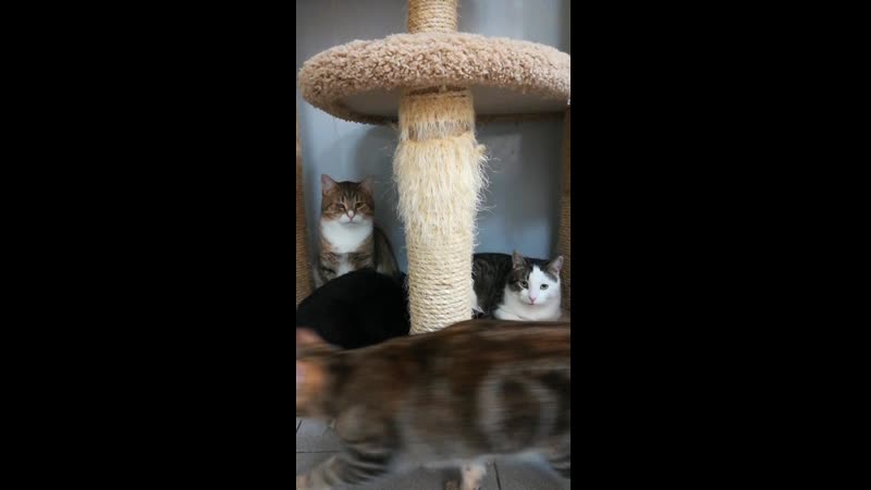 Котики - дикари