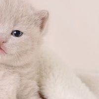 Алина Алексеюк | Кривой Рог