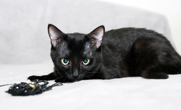 #нужна_финансовая_помощь@vmestepnz_animals #Марат_ID110
НУЖ