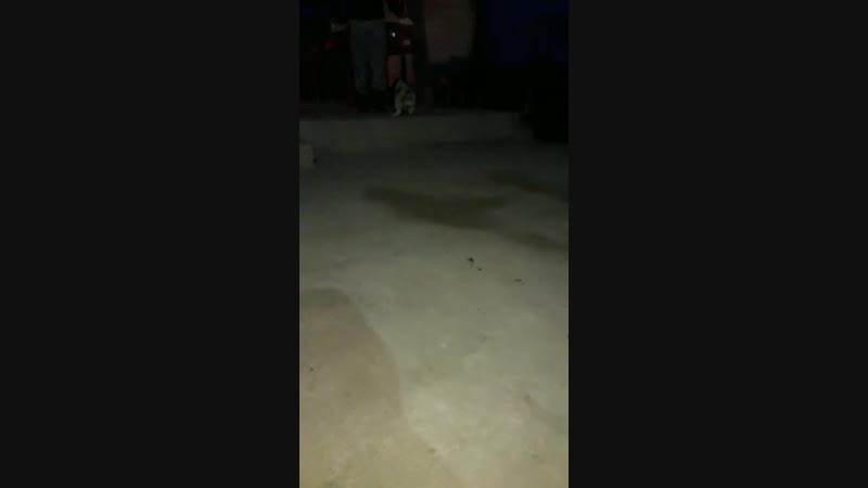 Внук Алапара