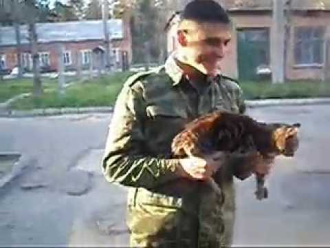Армейский КОТ АК 47