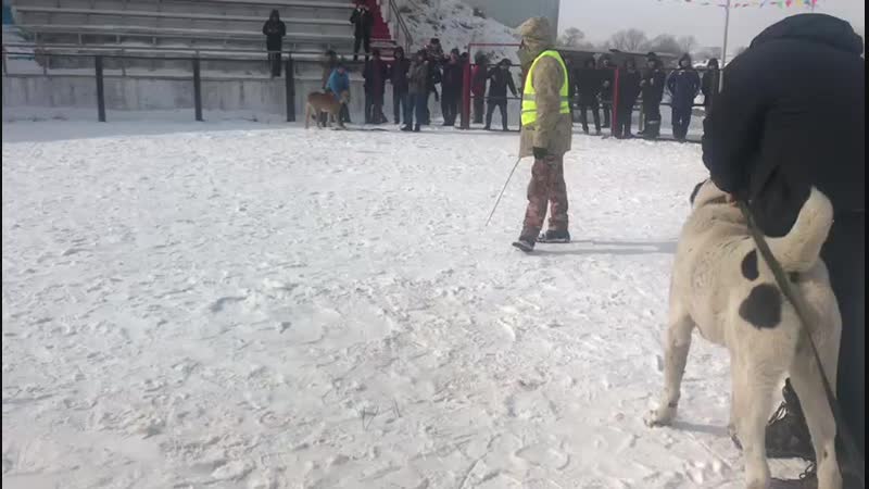 Рекс алапар