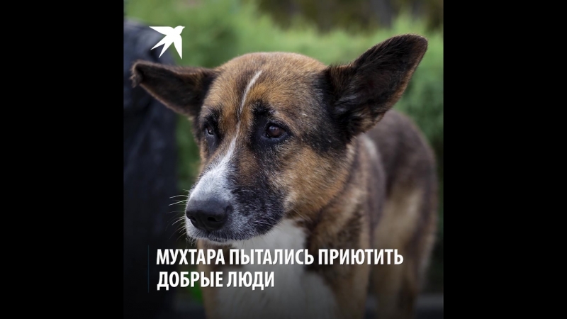 Крымский Хатико